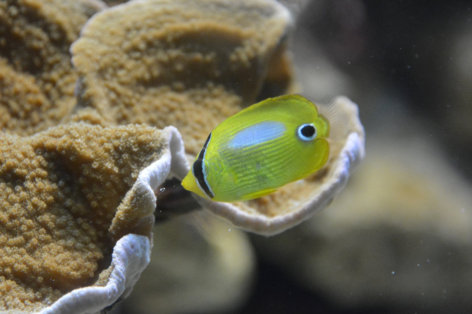Juvenile blueblotch butterflyfish (Chaetodon plebeius)