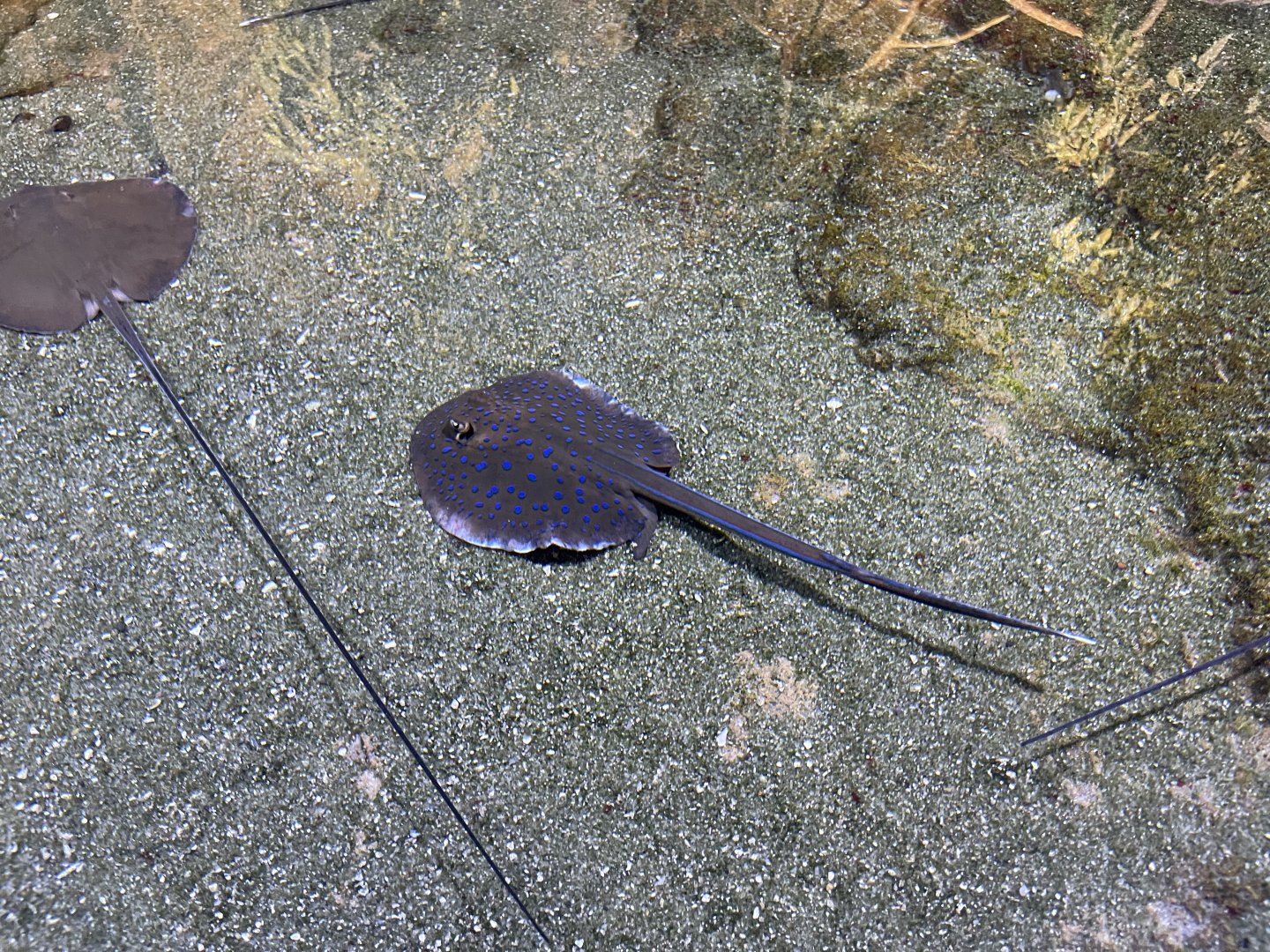 juvenile bluespotted ribbontail ray (taeniura lymma)