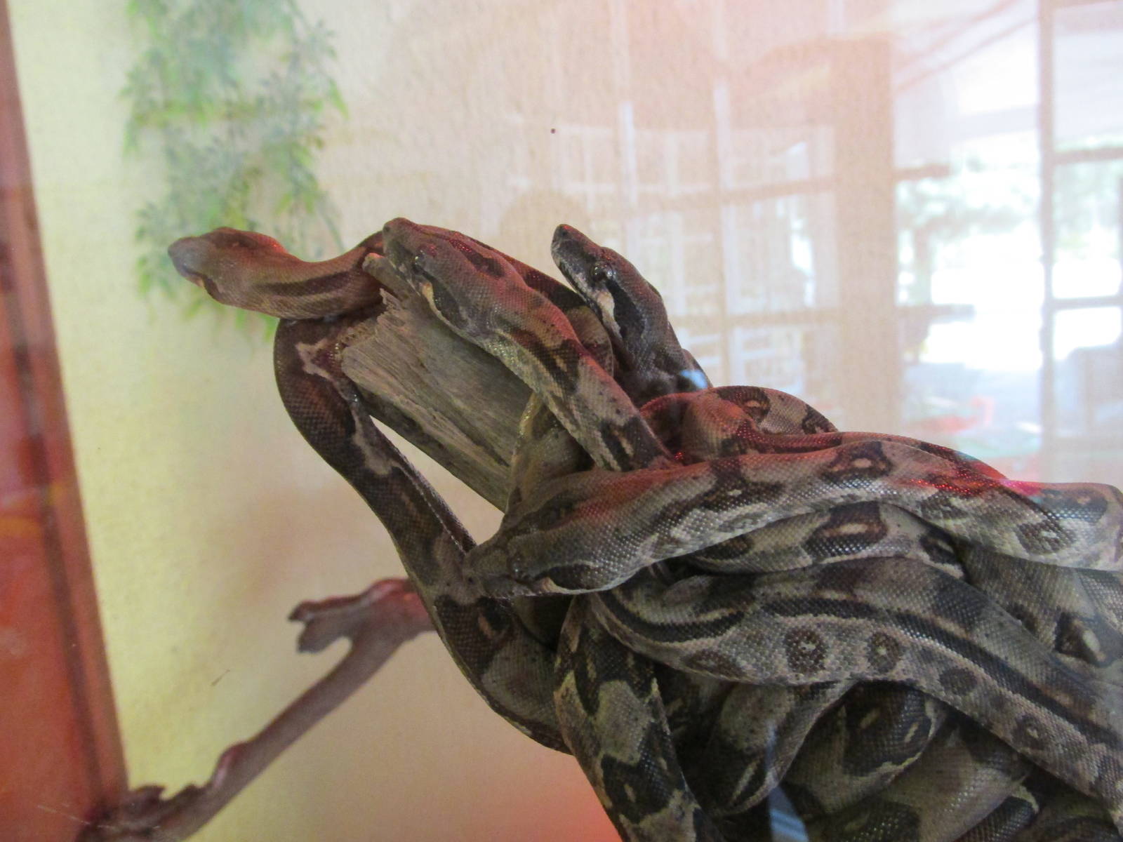 juvenile boas san juan de aragon zoo