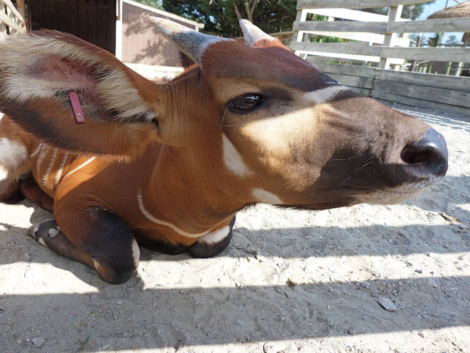 Juvenile Bongo - August 2014