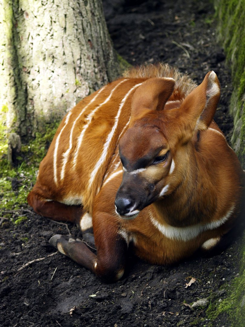 Juvenile bongo