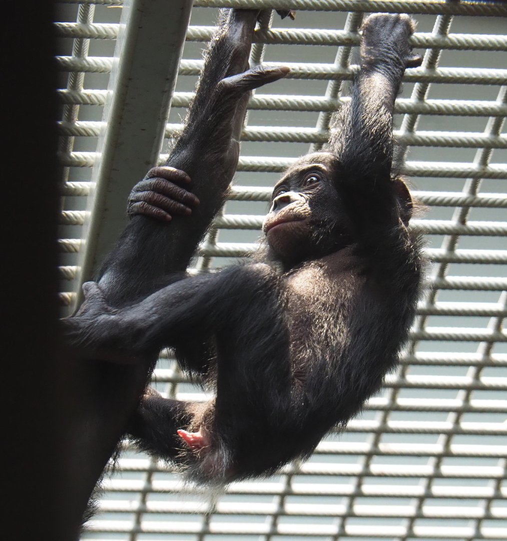 Juvenile Bonobo (Pan paniscus), 2021-10-10