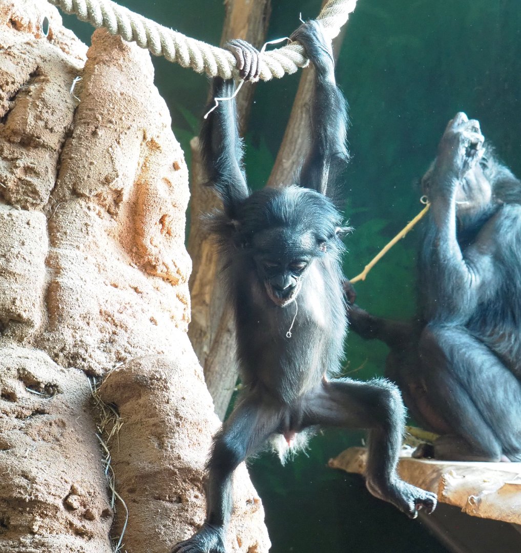 Juvenile Bonobo (Pan paniscus), 2021-11-23