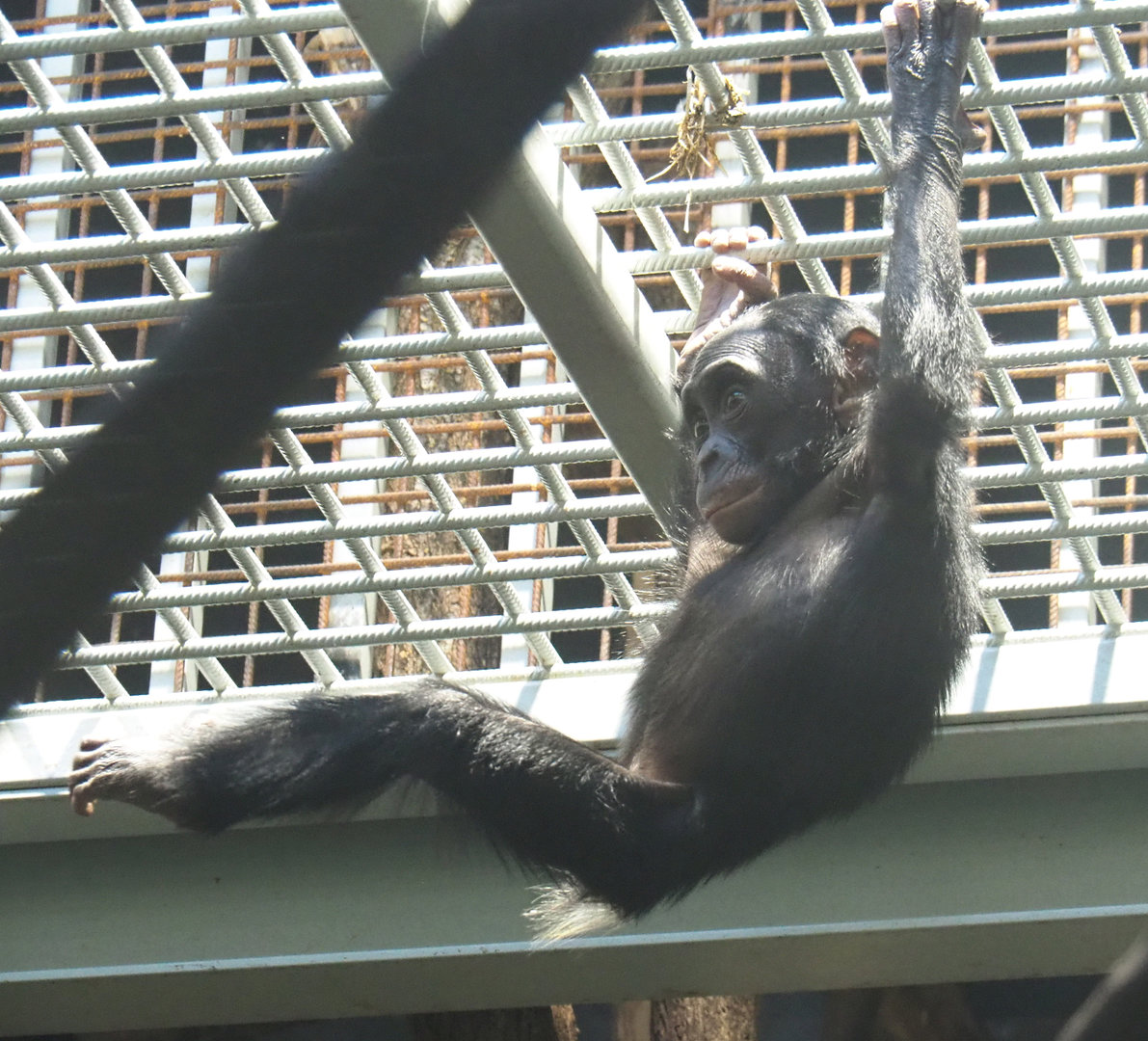 Juvenile Bonobo (Pan paniscus), 2022-01-30