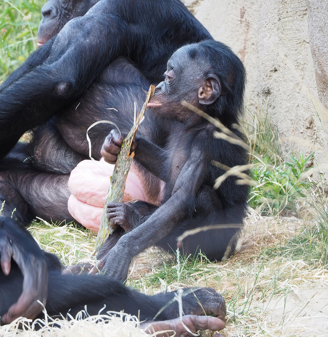Juvenile Bonobo (Pan paniscus), 2022-07-16