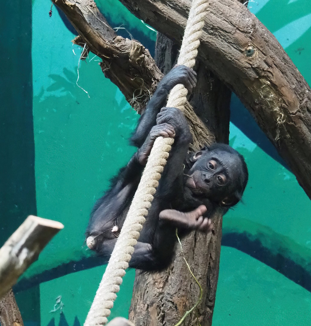 Juvenile Bonobo (Pan paniscus), 2022-10-19