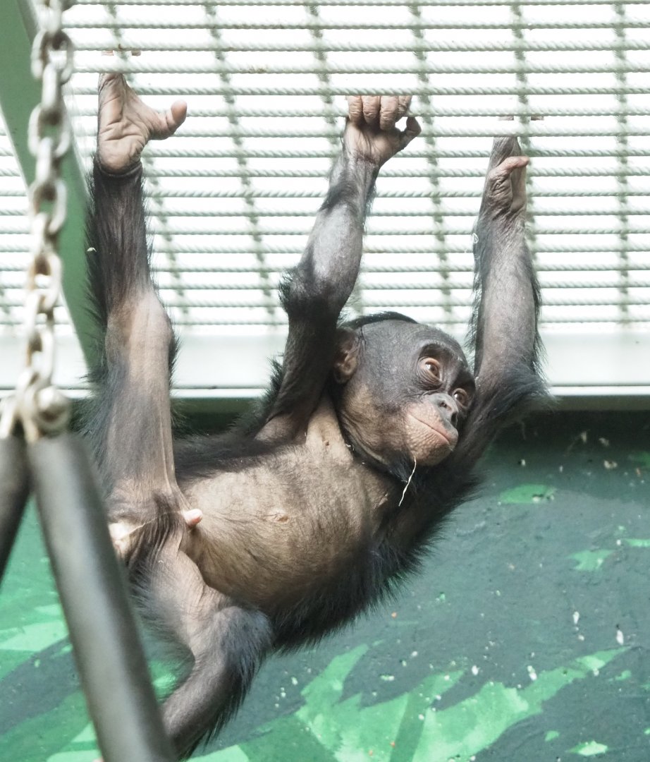 Juvenile Bonobo (Pan paniscus), 2023-04-18