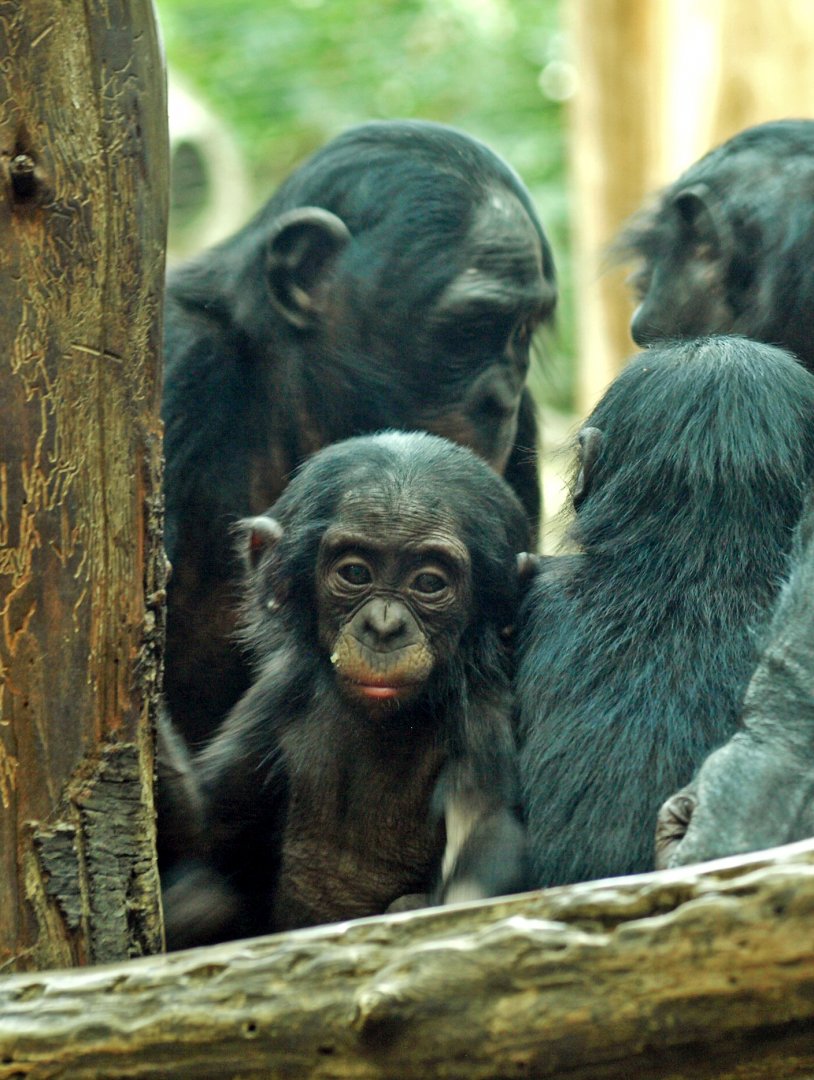 Juvenile bonobo