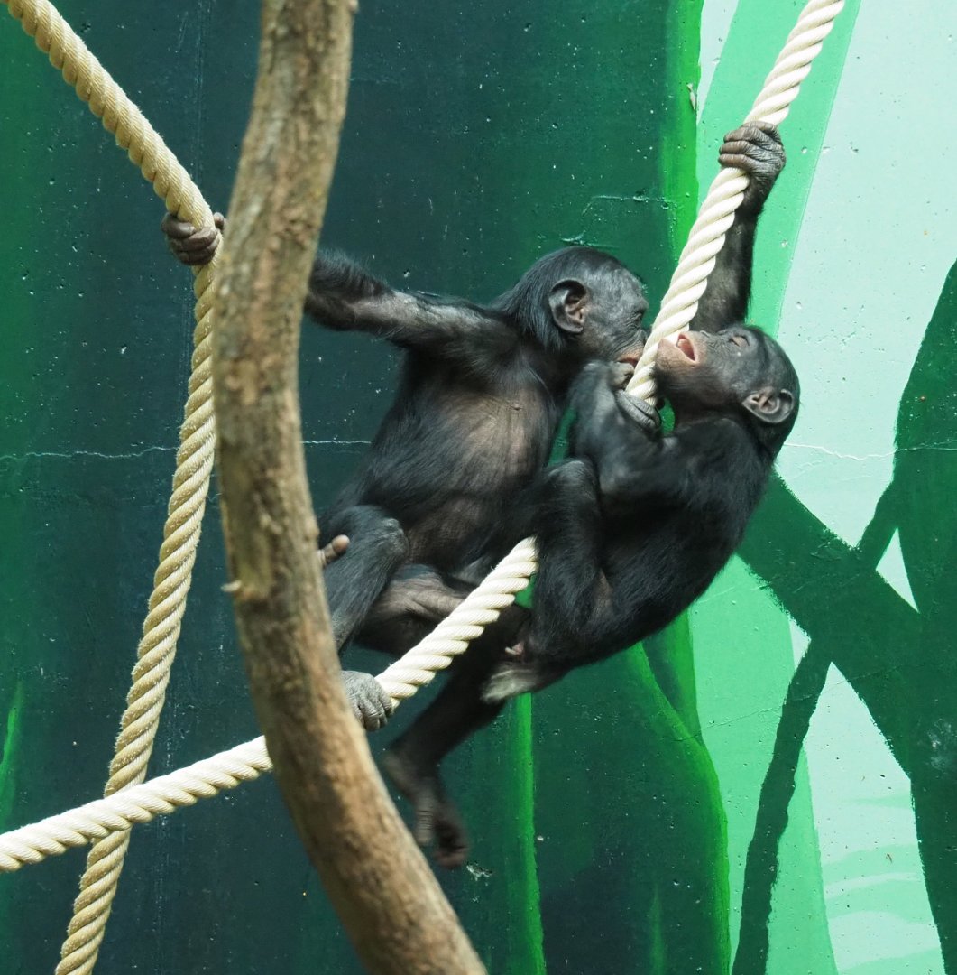 Juvenile Bonobos (Pan paniscus), 2020-05-23