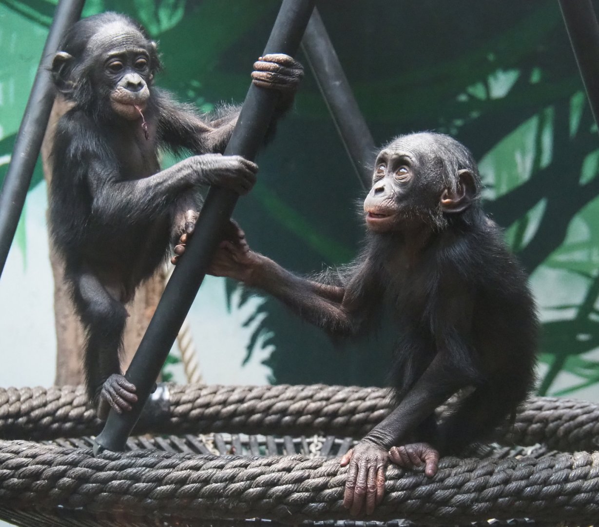 Juvenile Bonobos (Pan paniscus), 2021-10-10
