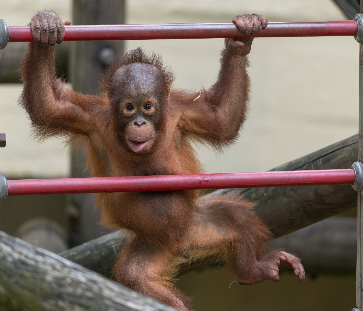 Juvenile Bornean Orangutan, Dudley, UK