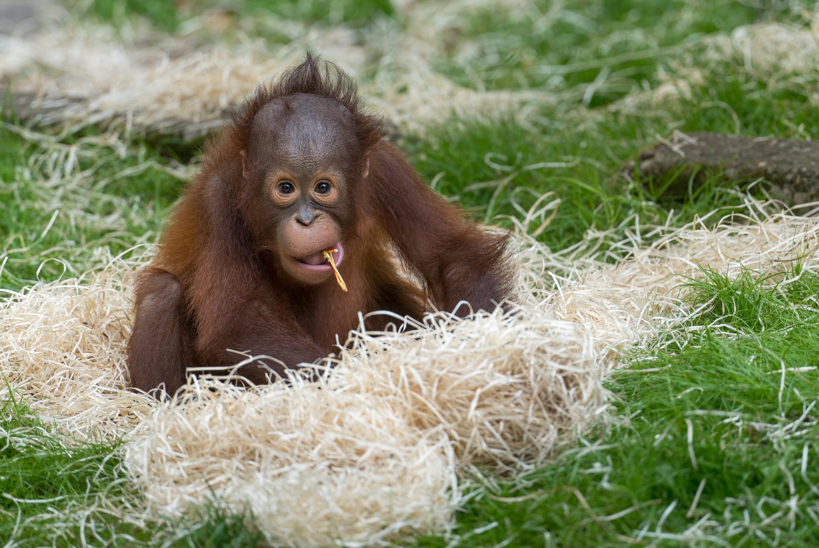 Juvenile Bornean Orangutan, Dudley, UK