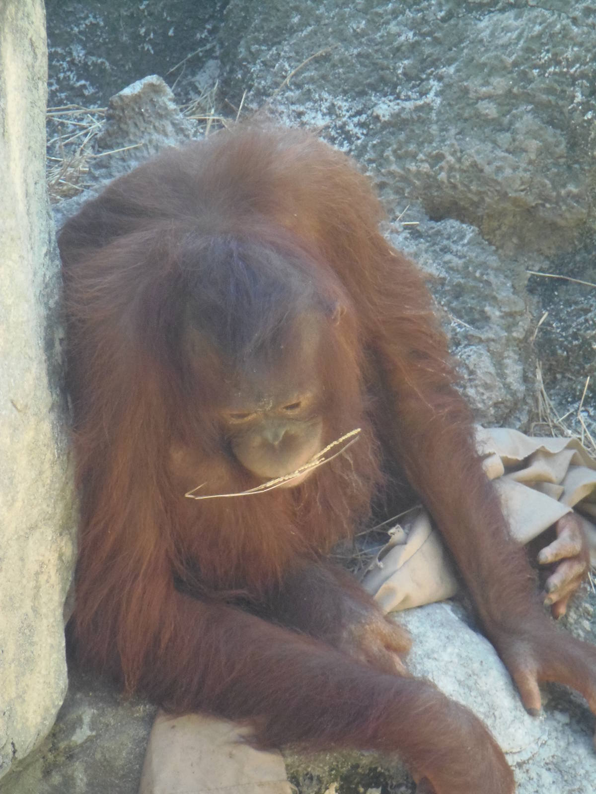 Juvenile Bornean Orangutan