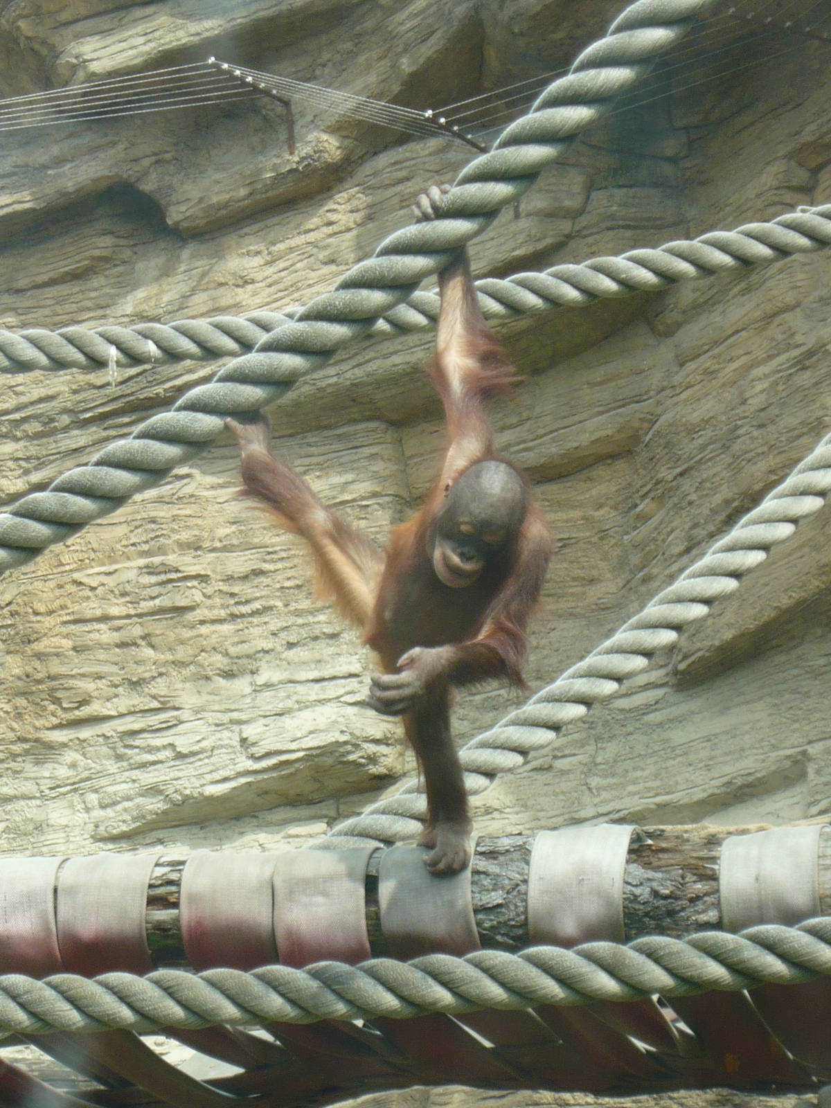 Juvenile Bornean orangutan