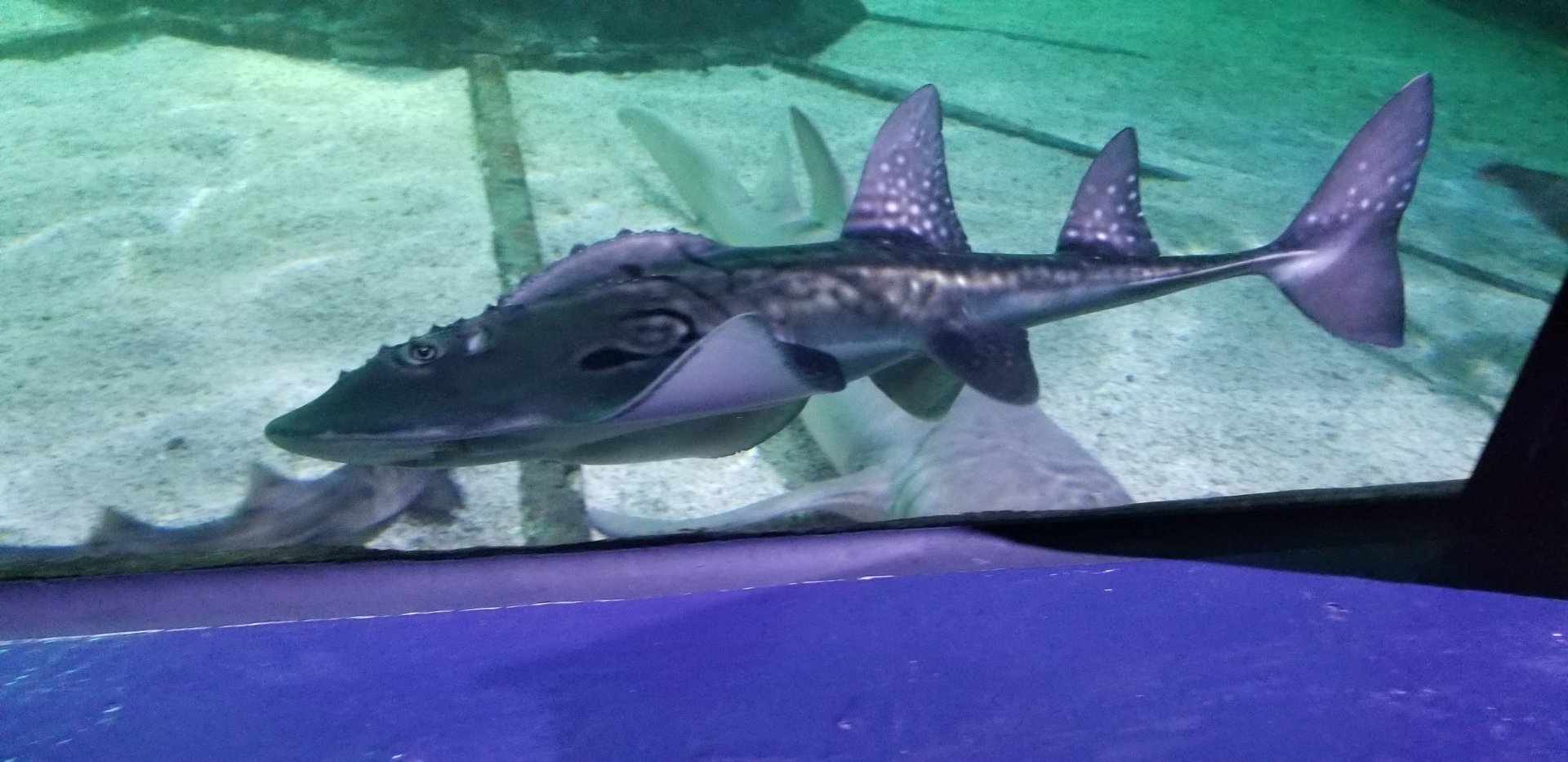 Juvenile Bowmouth Guitarfish