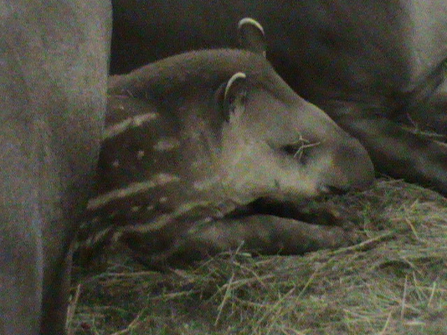 juvenile brazilian tapir 041211