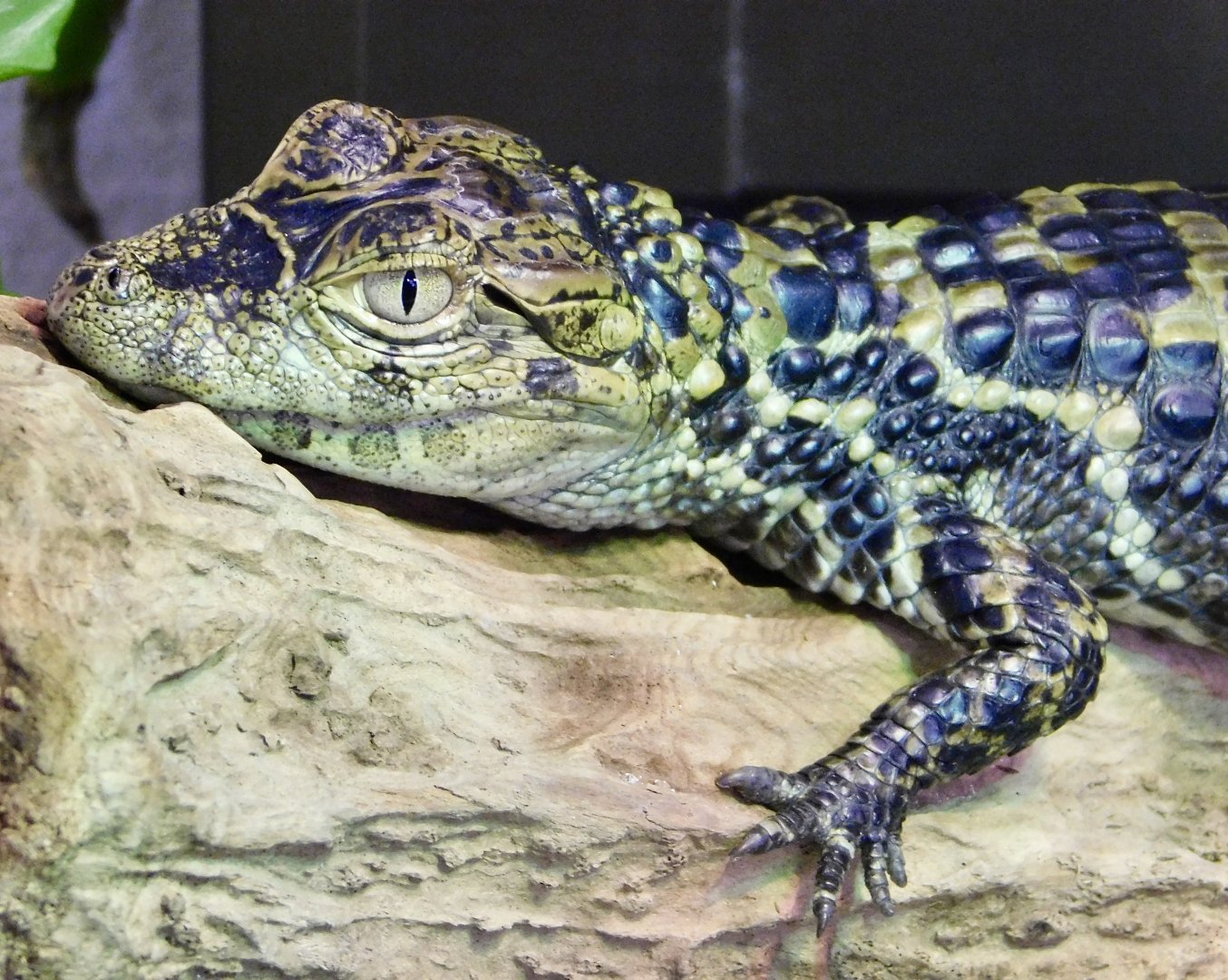 Juvenile Broad-Snouted Caiman (Caiman latirostris) December 6, 2025