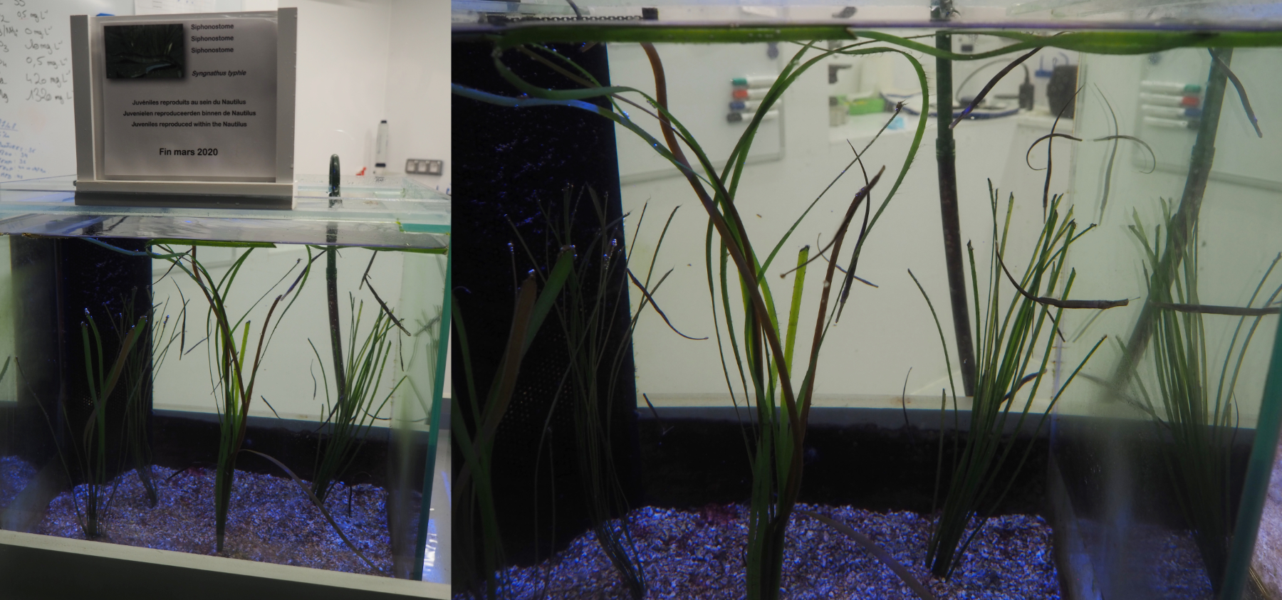 Juvenile Broadnosed pipefish tank, 2020-09-03