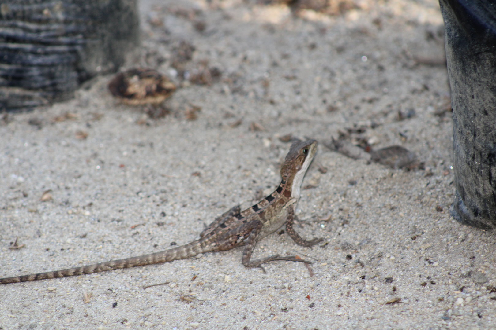 Juvenile Brown Basilisk