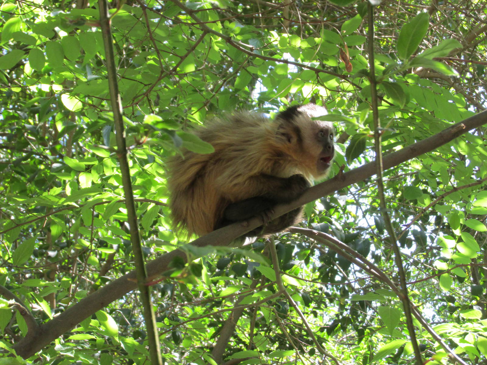 juvenile brown capuchin monkey mendoza zoo