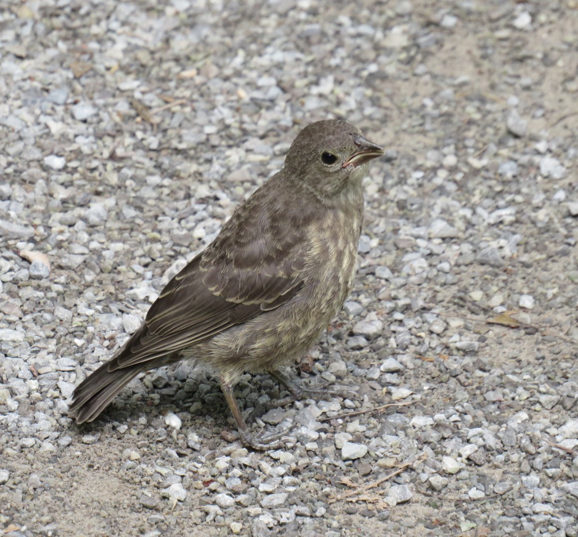 Juvenile brown-headed cowbird