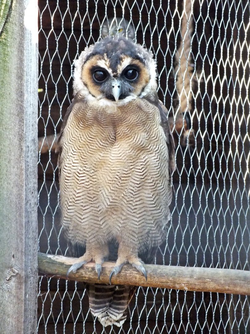 Juvenile brown wood-owl (6 months old)