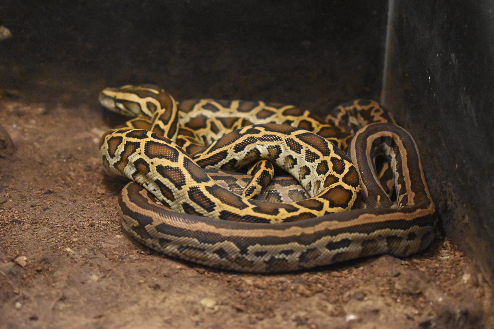 Juvenile burmese pythons (Python bivittatus)