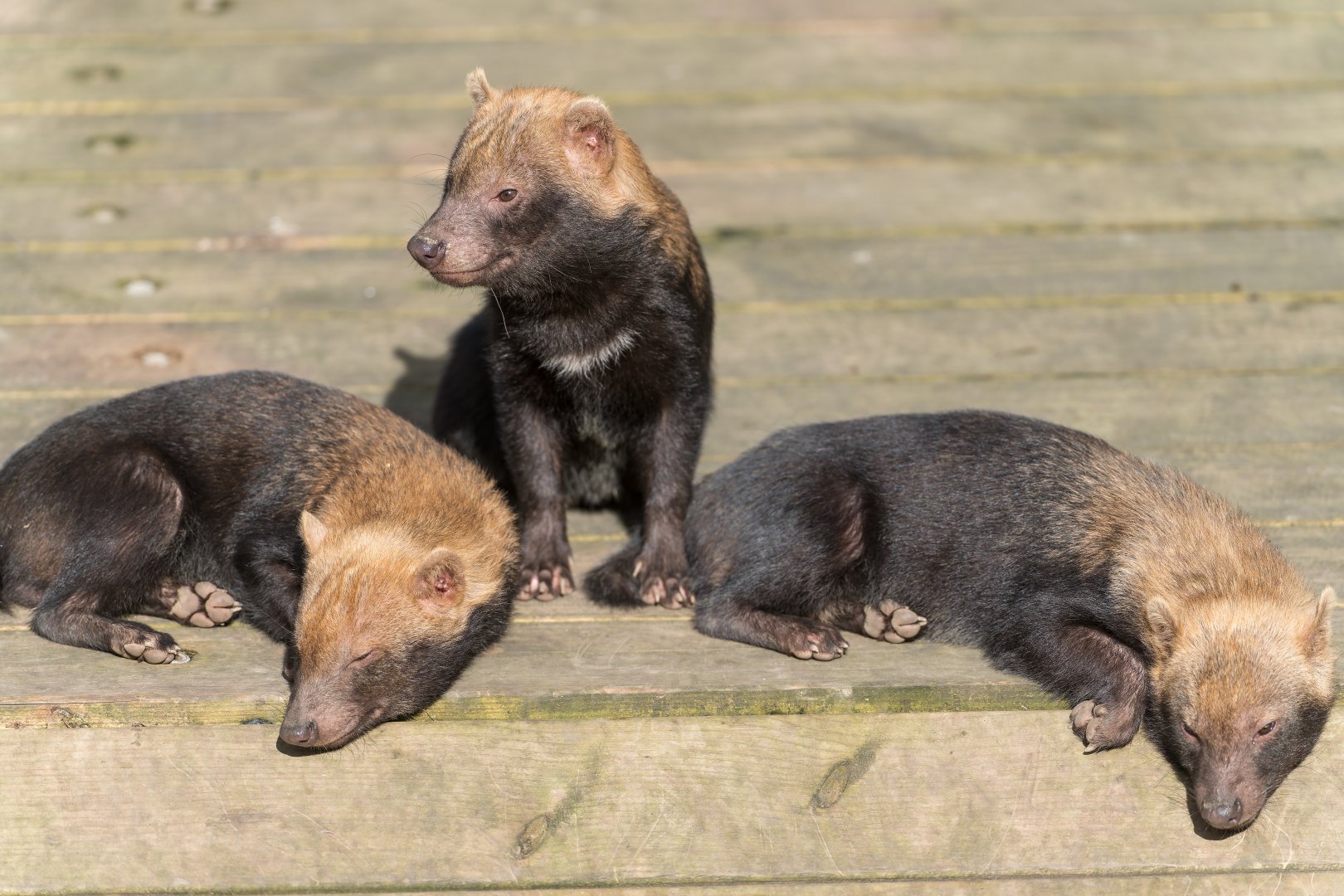 Juvenile Bush Dogs, Dudley, UK