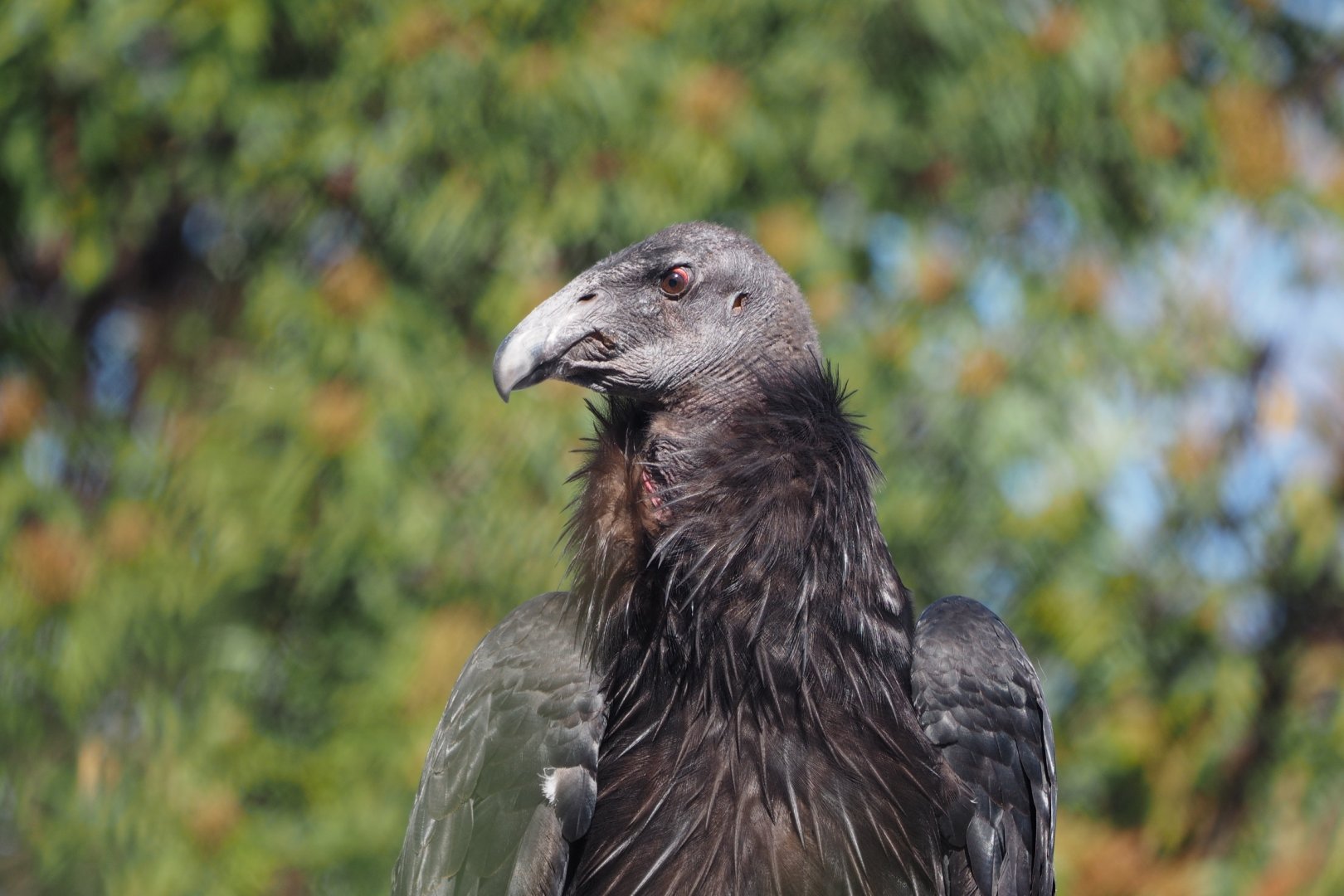 Juvenile California condor