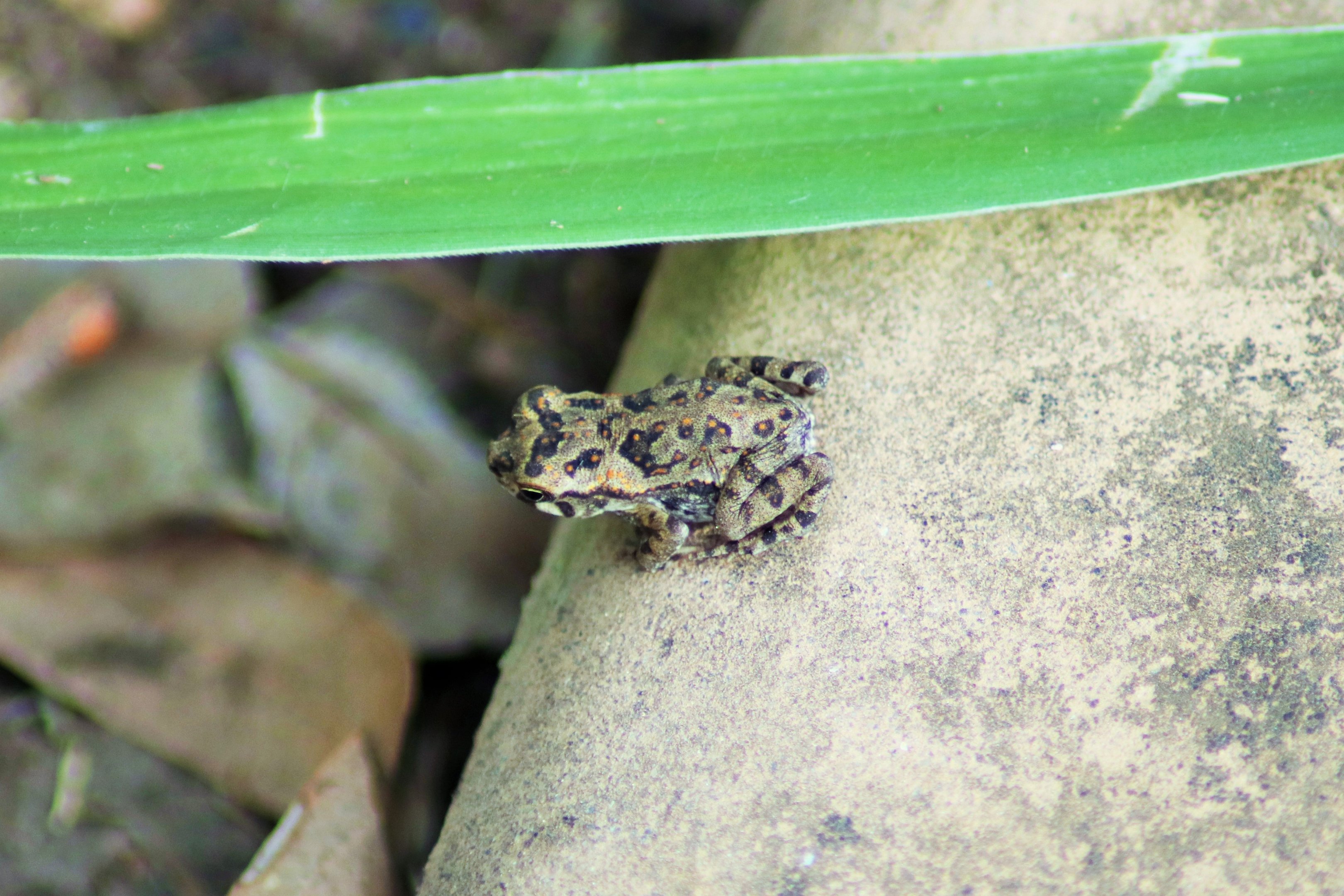 Juvenile Cane Toad (Rhinella marina)