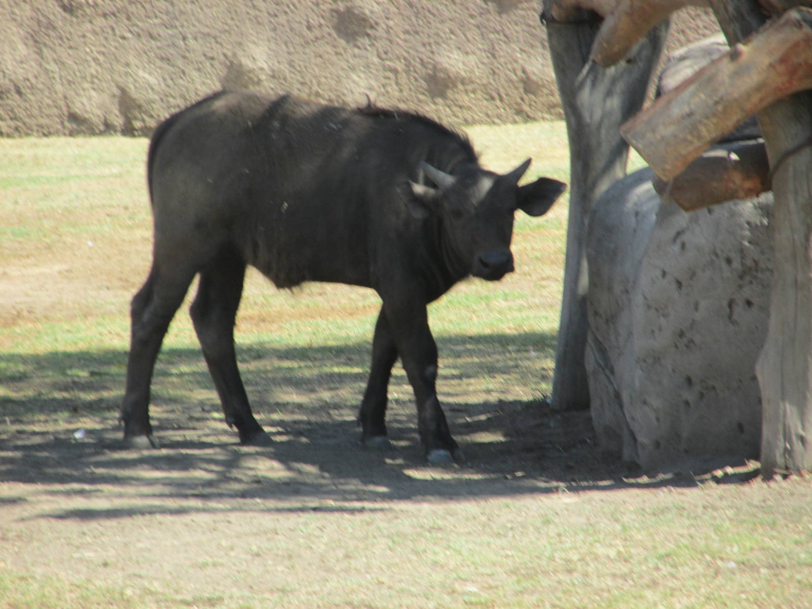 juvenile cape bufallo san juan de aragon zoo