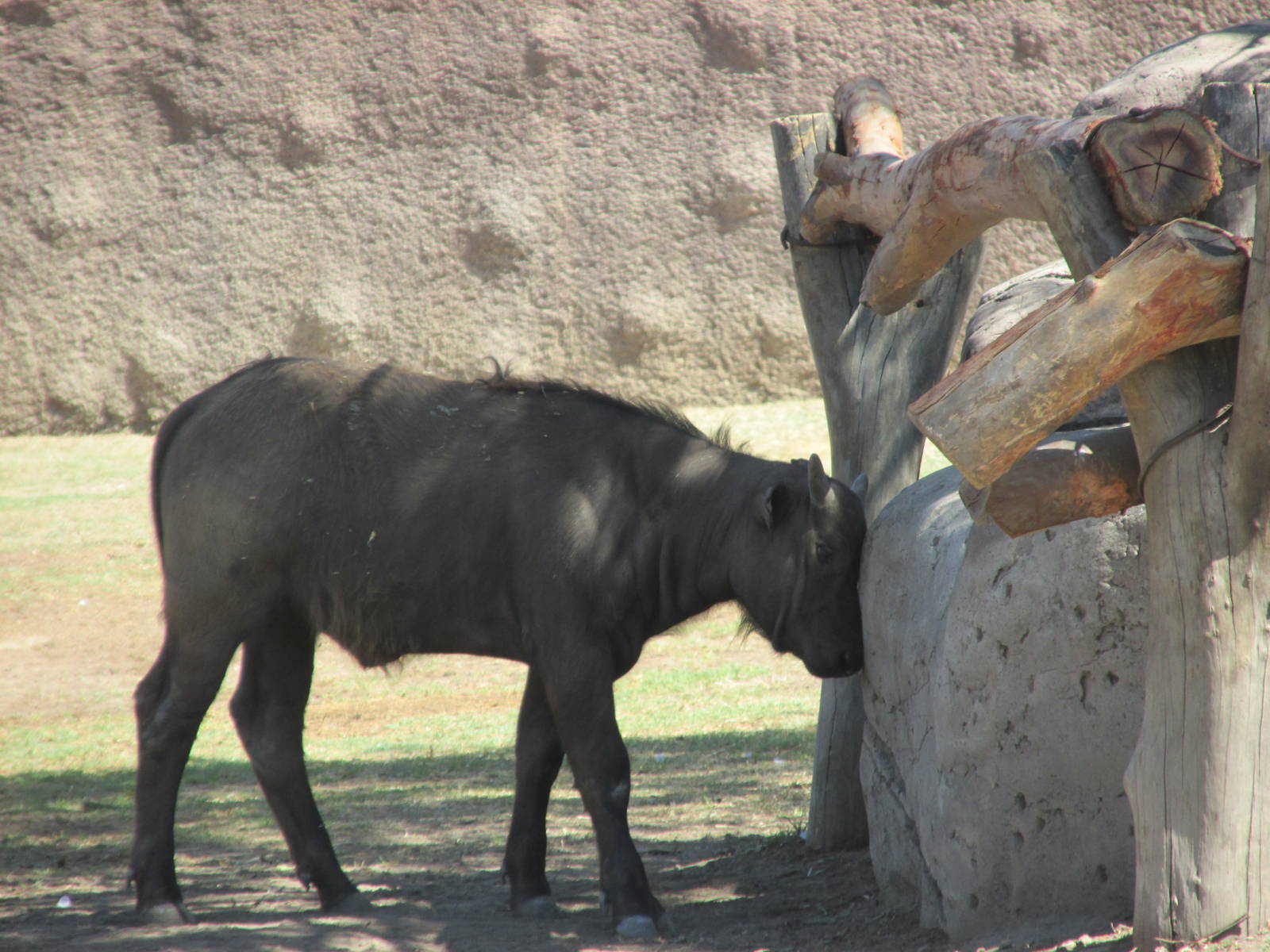 juvenile cape bufallo san juan de aragon zoo