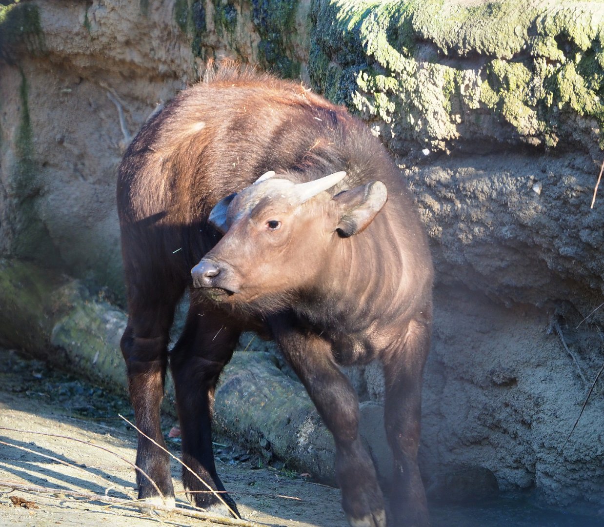 Juvenile Cape buffalo Uzuri (Syncerus caffer caffer), 2019-12-30