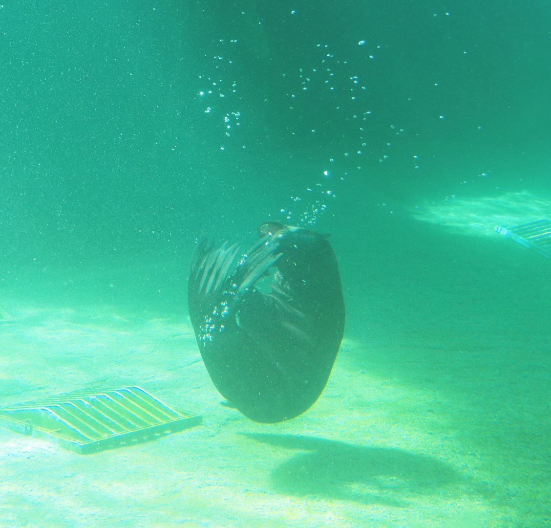 Juvenile Cape fur seal underwater (Arctocephalus pusillus pusillus), 2021-09-03