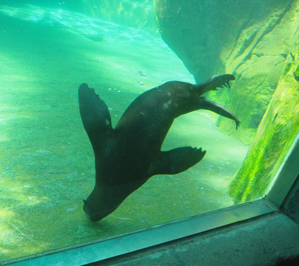 Juvenile Cape fur seal underwater (Arctocephalus pusillus pusillus), 2021-09-03