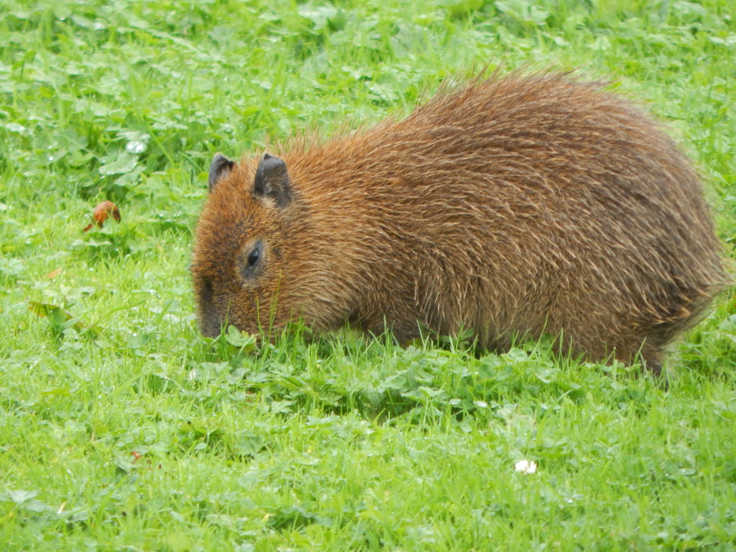 Juvenile Capybara 221022