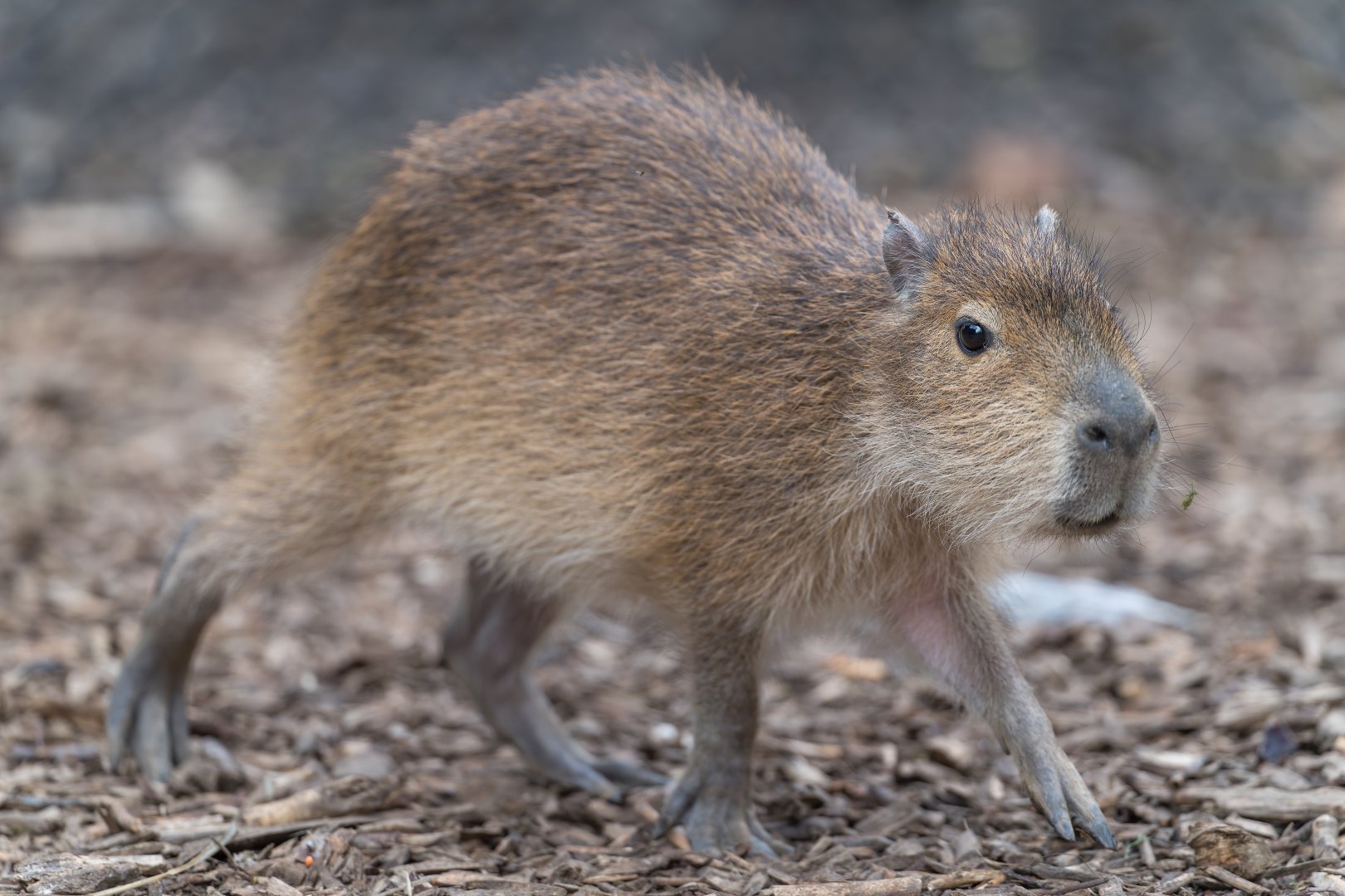 Juvenile Capybara, CWP, UK