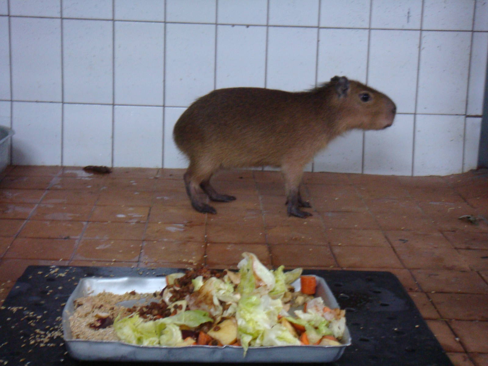 Juvenile Capybara in quarantine area
