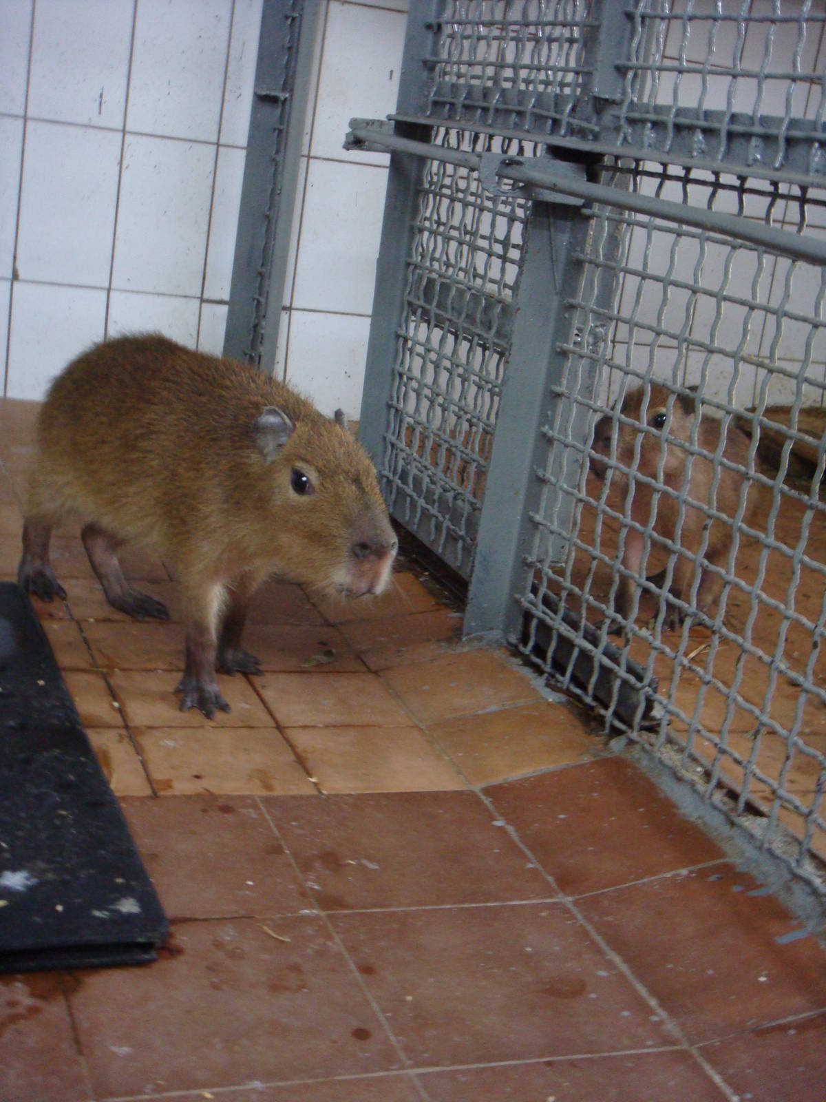 Juvenile Capybaras in quarantine area