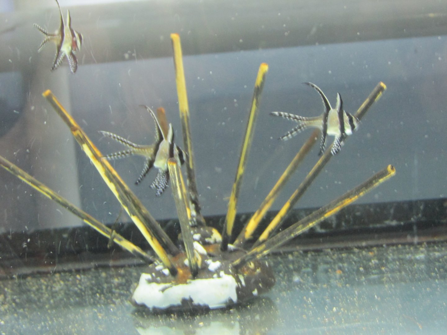 juvenile cardinalfish in breeding area