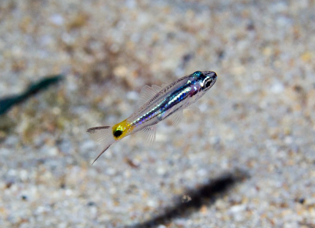 juvenile Cardinalfish