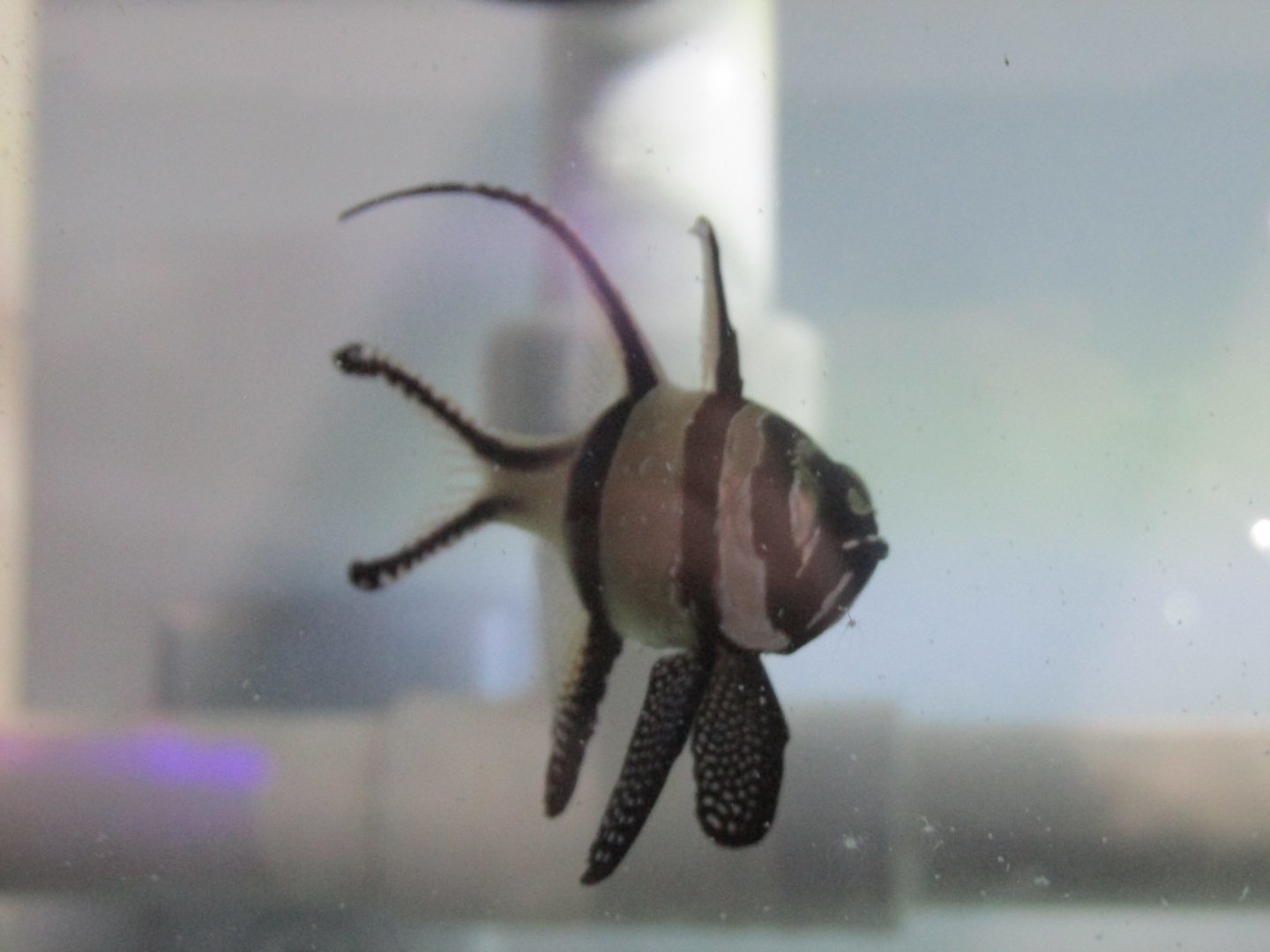 juvenile cardinalfish