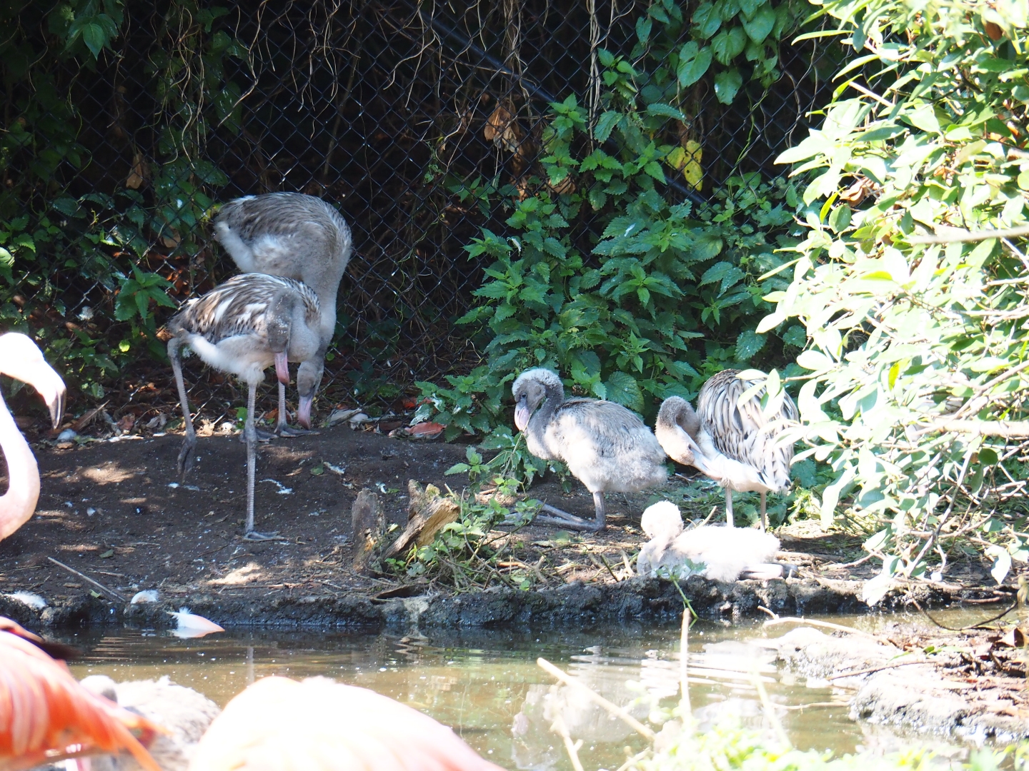 Juvenile Caribbean flamingos (Phoenicopterus ruber), Sep 2nd, 2018
