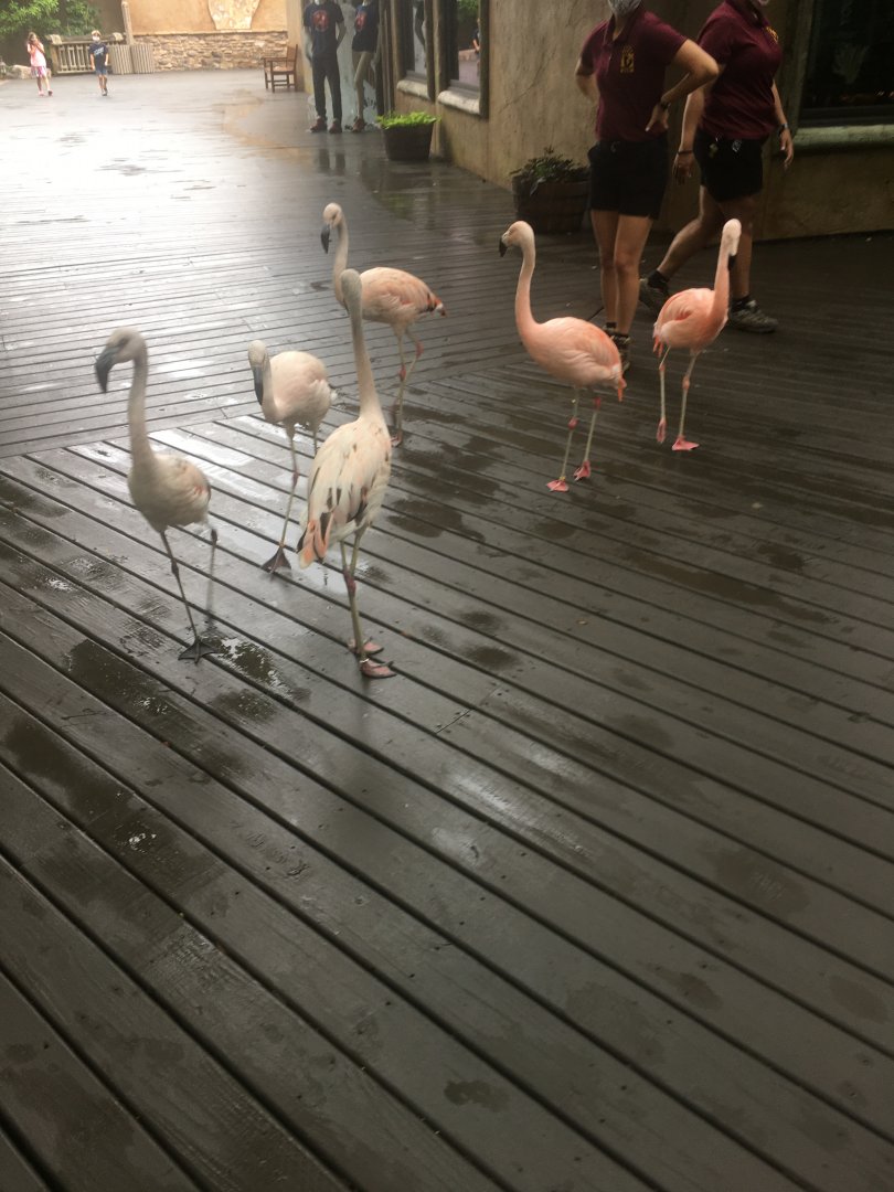 Juvenile Caribbean Flamingos