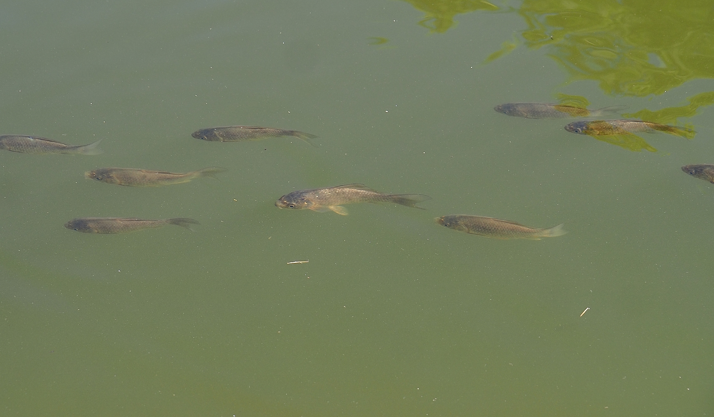 Juvenile carp in pond near restaurant, 2022-08-07