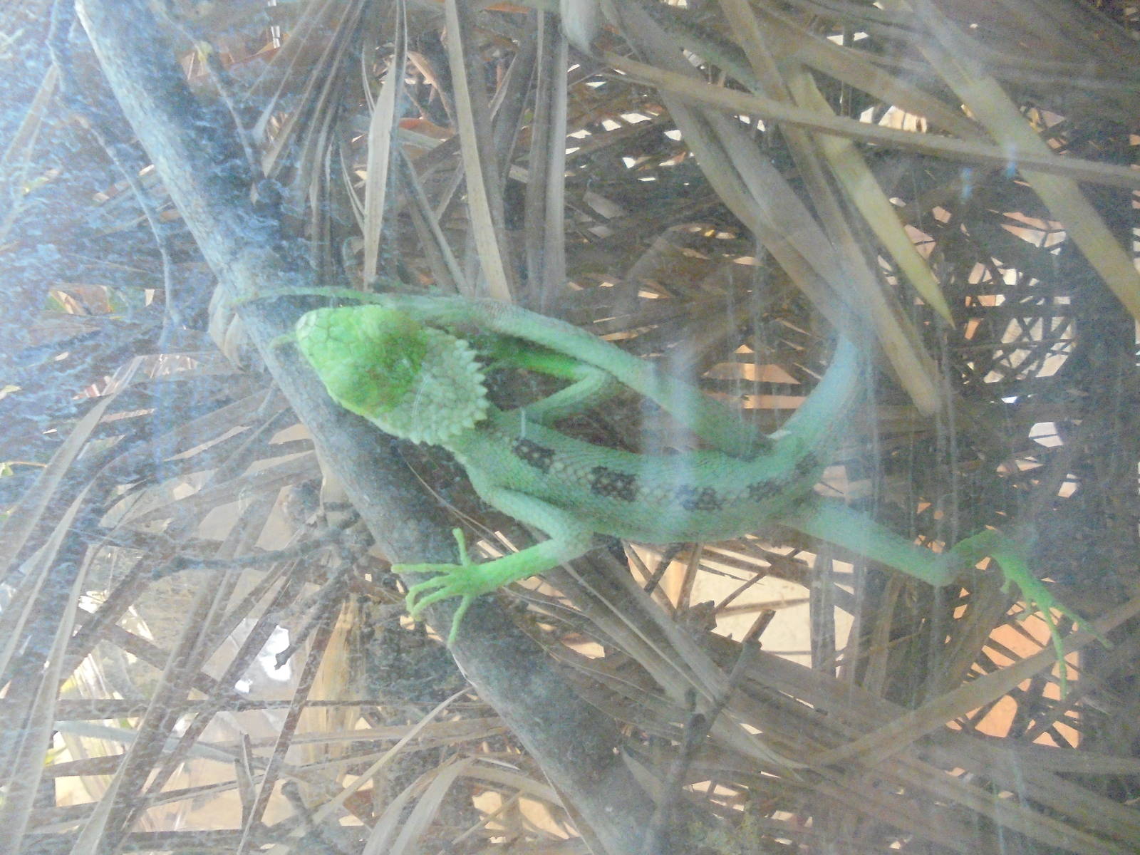 Juvenile Casqued Iguana 2015.