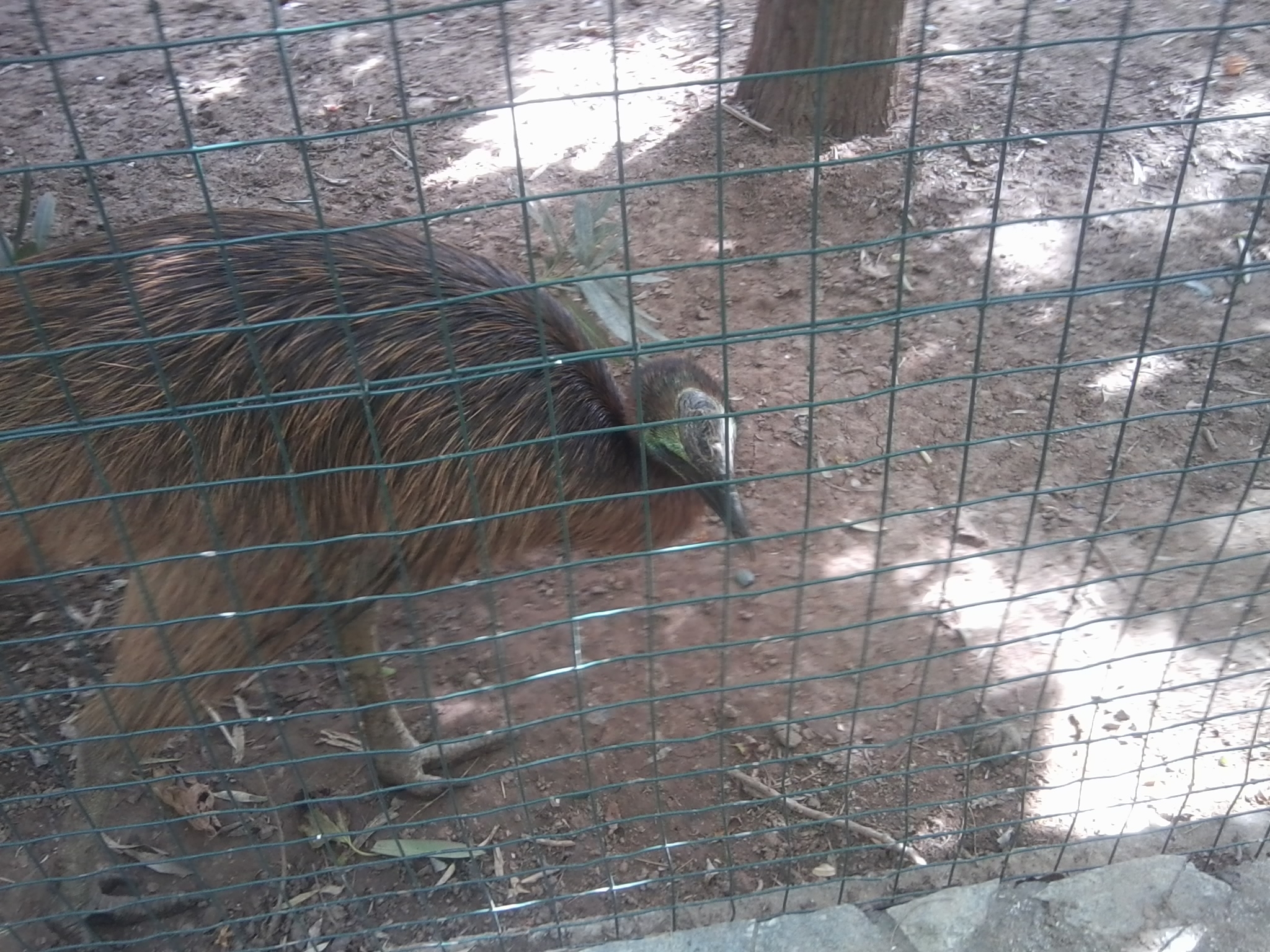 Juvenile cassowary