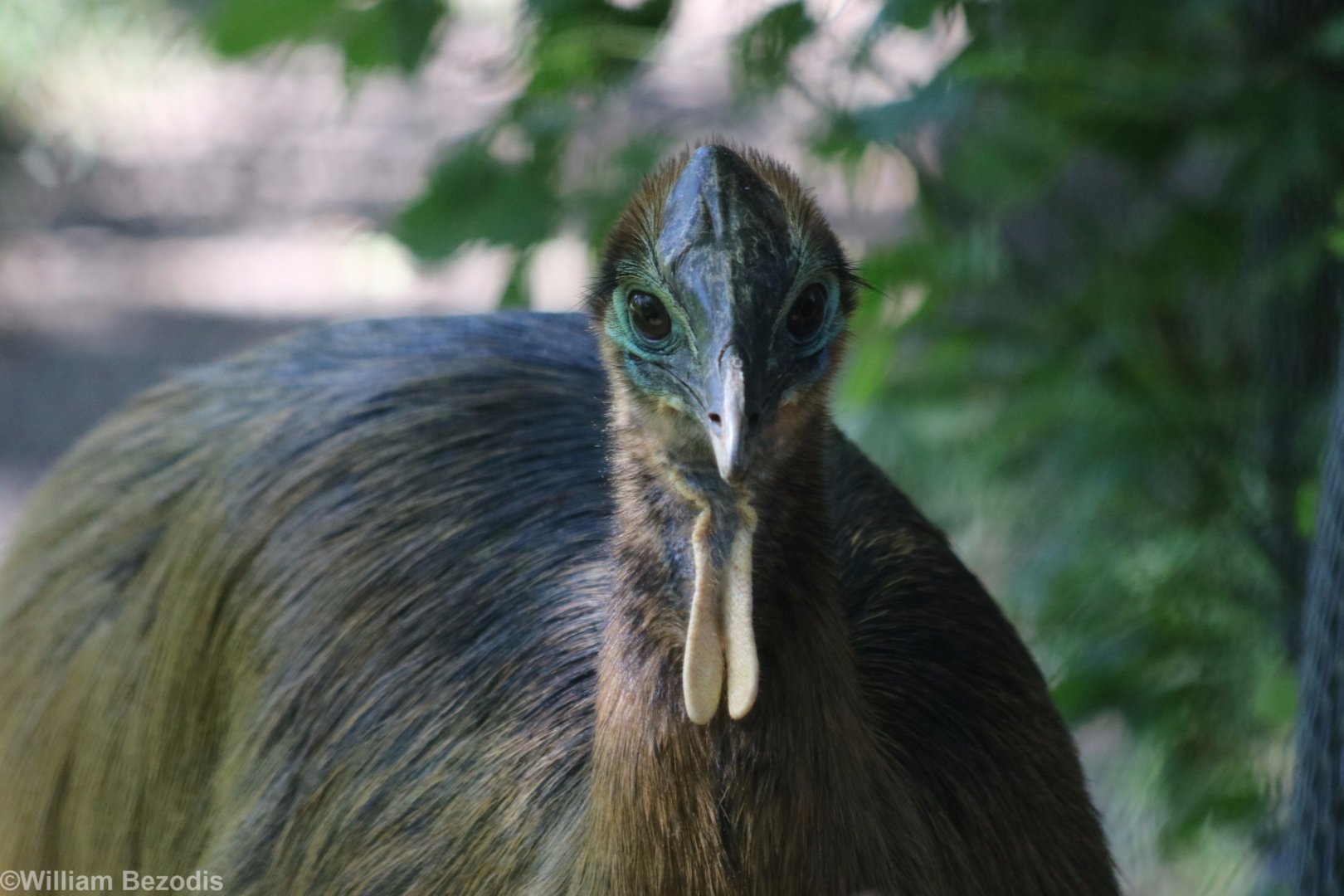 Juvenile Cassowary