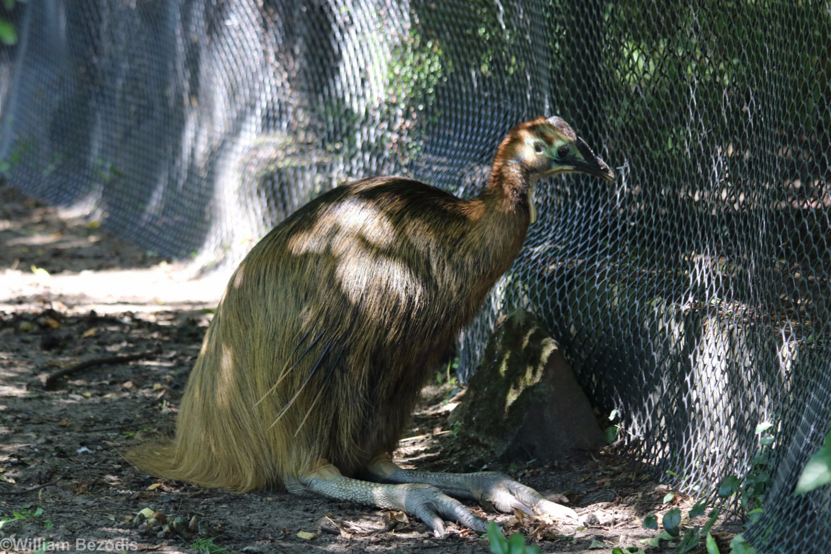 Juvenile Cassowary