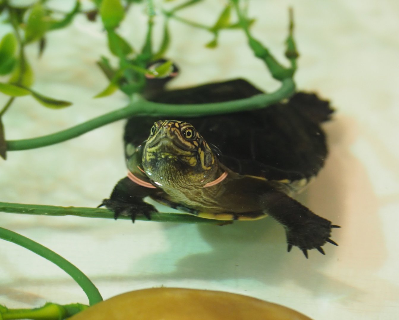 Juvenile Central African mud turtle (Pelusios chapini), 2019-12-30